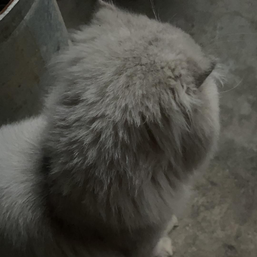 三水妹
