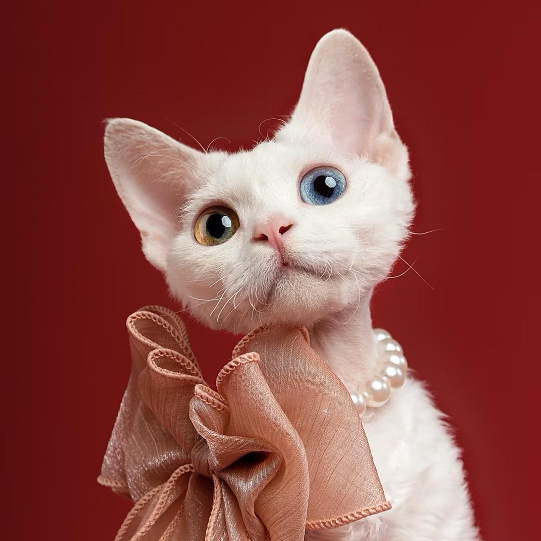 济南德文卷毛猫