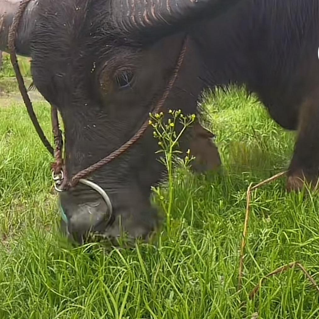 刘大毛（怀宁龙哥团队最正派的男人）