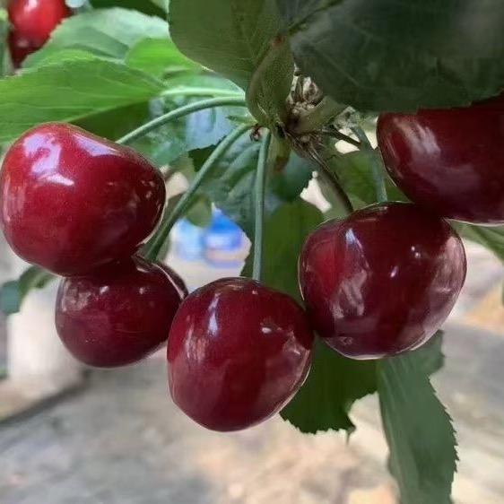 大连旅顺大樱桃