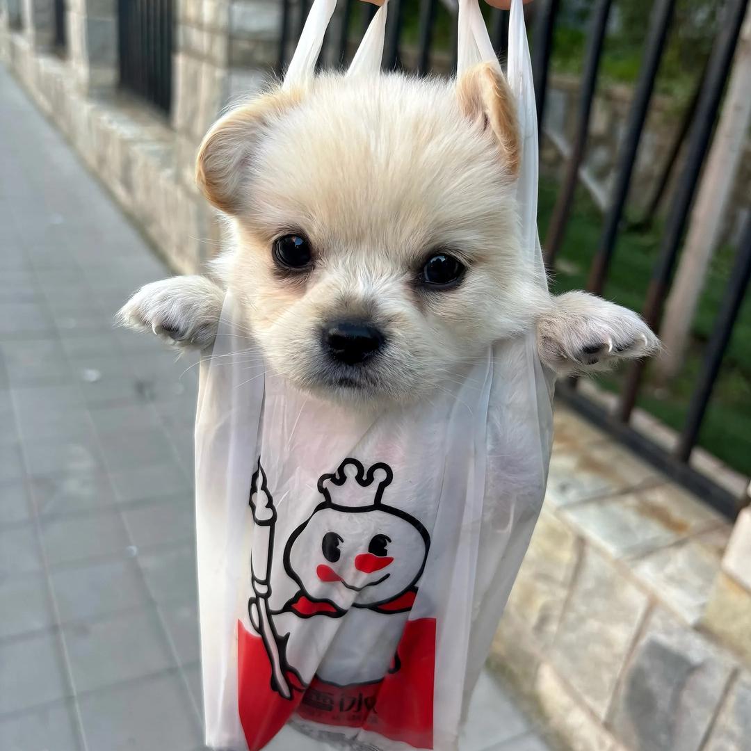 数羊Mini版头像