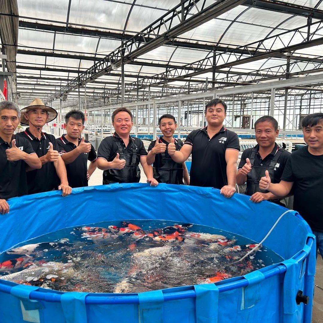 天津珺淼锦鲤（企业主号）