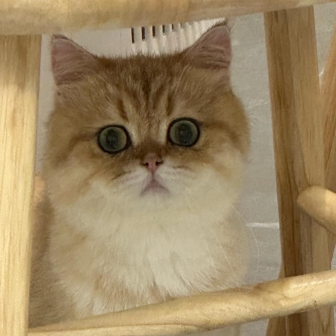 山猪