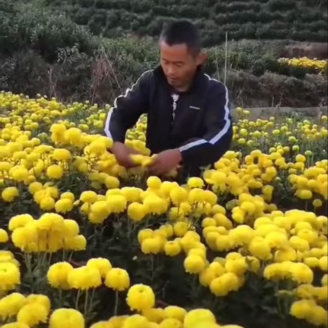 黄山老农