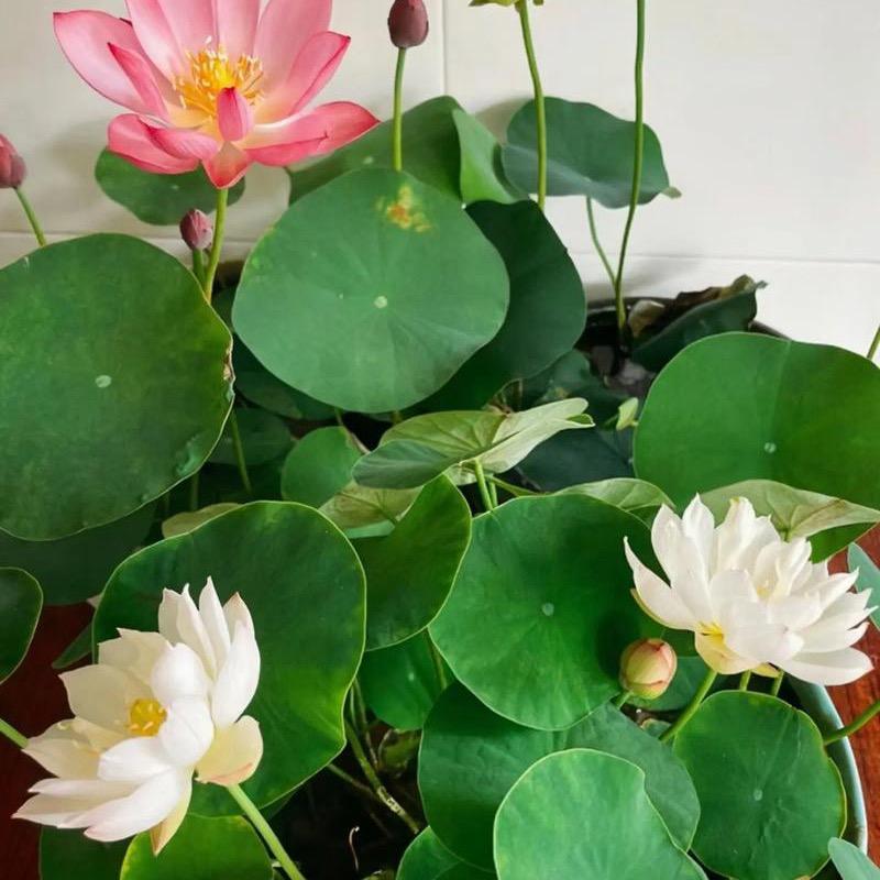 福锅摆摊