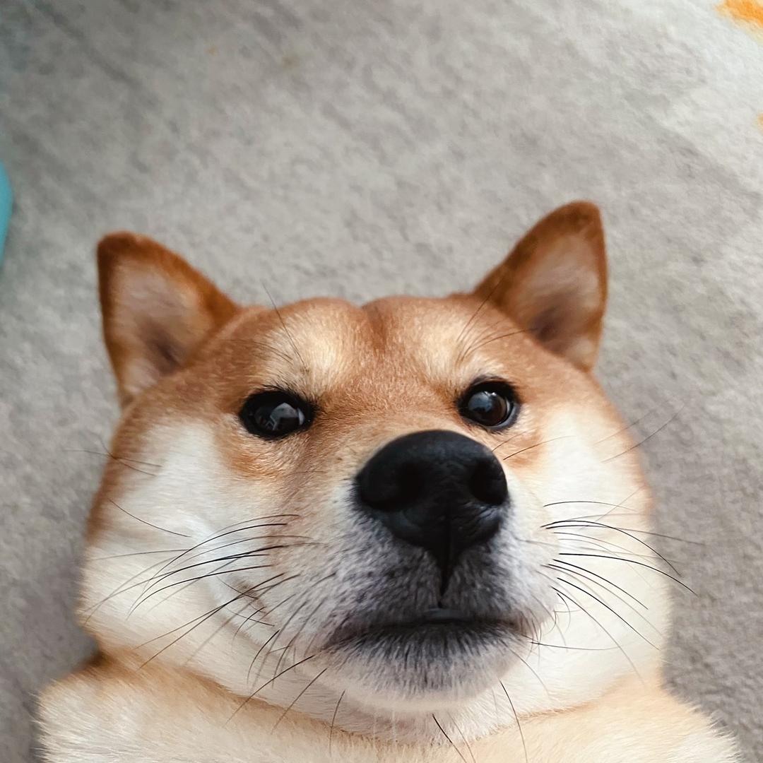 Dollar