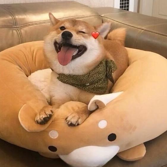 最佳保镖田园犬