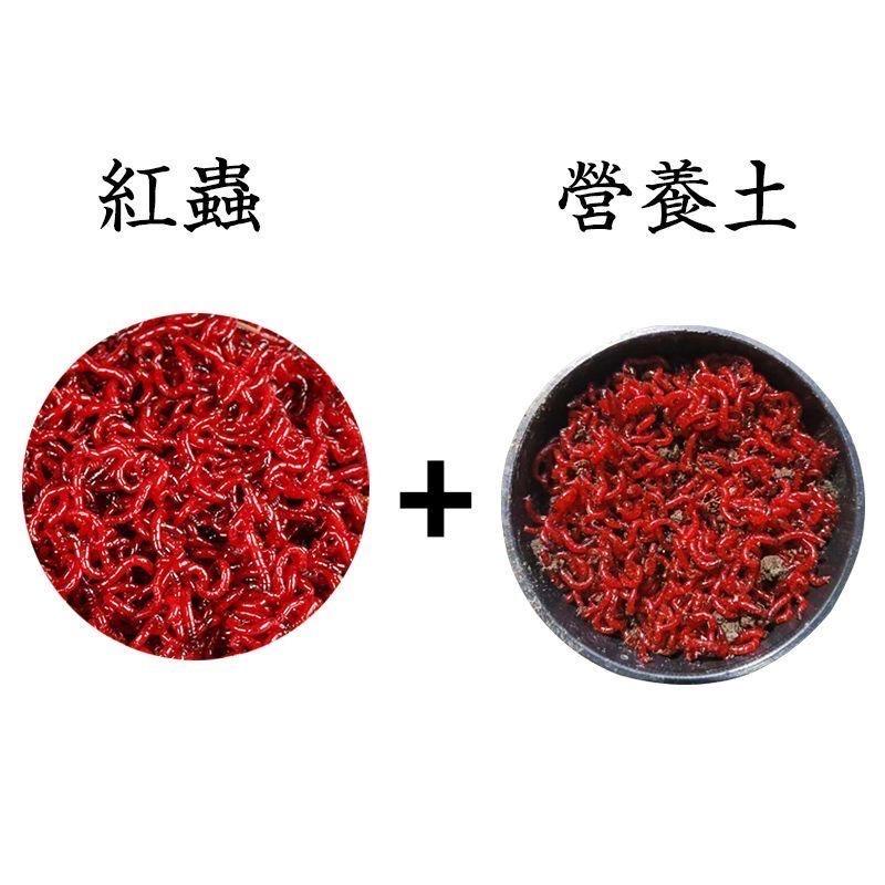 阳阳红虫俱乐部