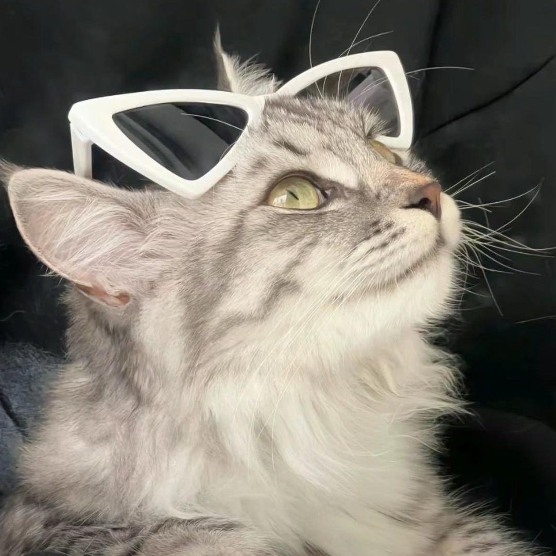 🐷🏠灰的素描