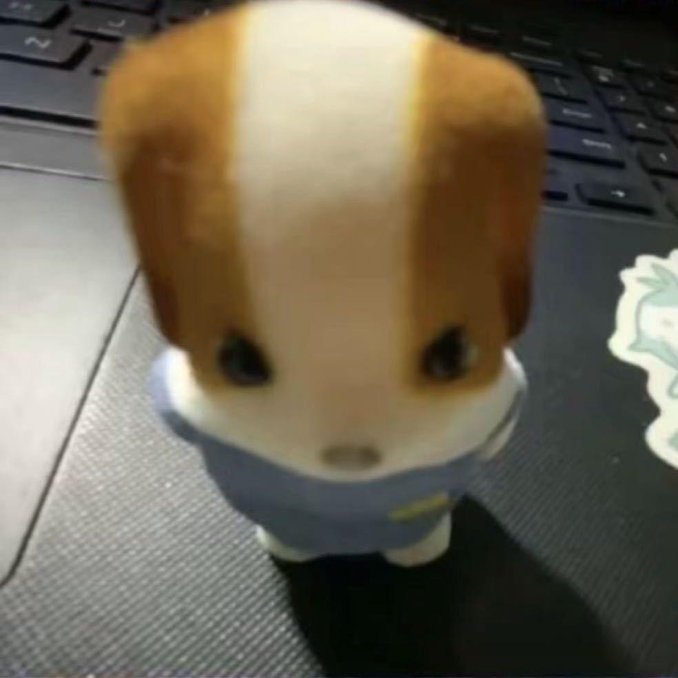 刺猬的眉毛去哪了