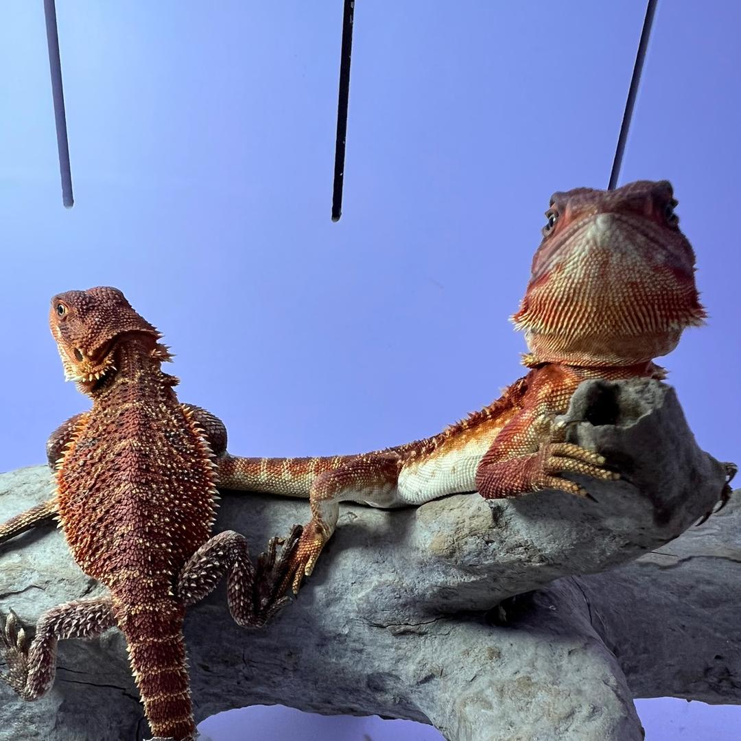 鱗🦎