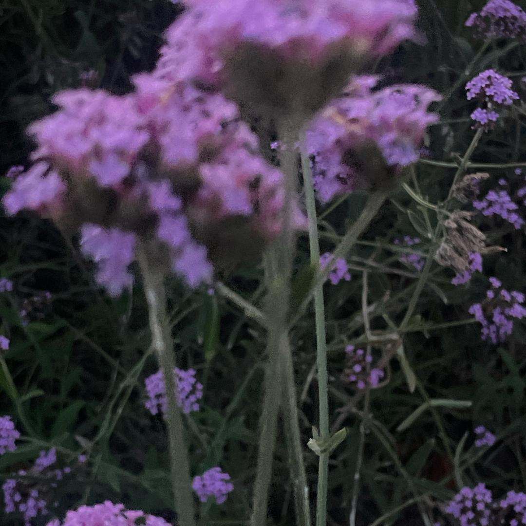 ajnsbk