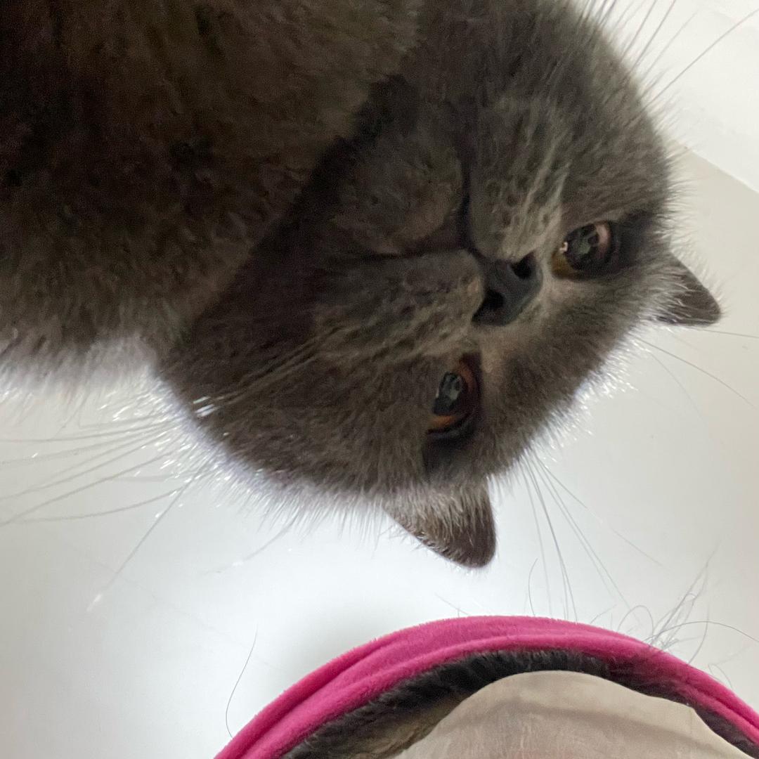 🍓