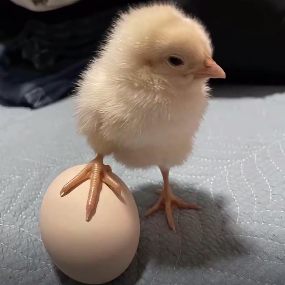 麦当劳猪八戒