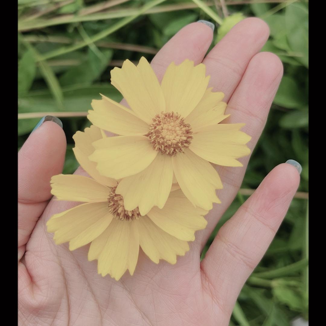 一朵向阳花🌻