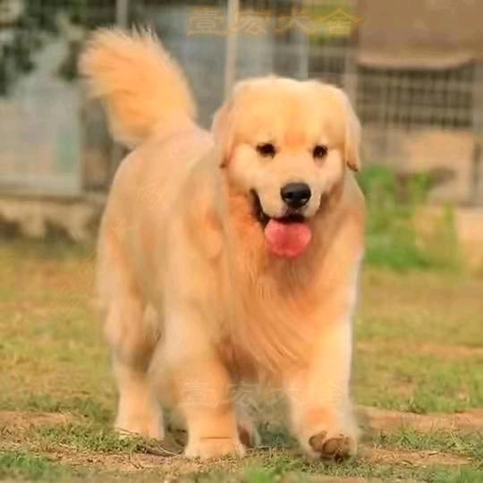 河南郑州壹宏金毛犬舍