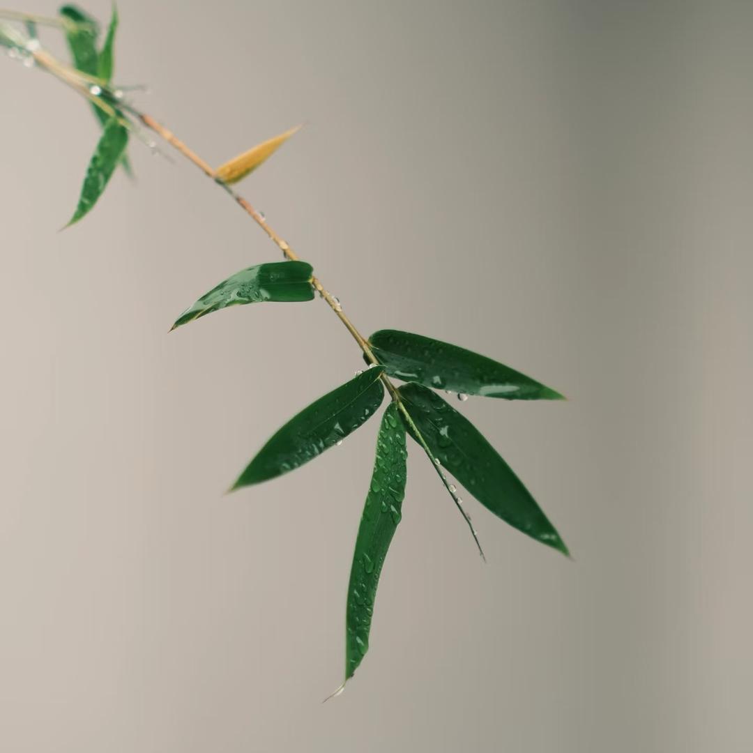 一叶知秋