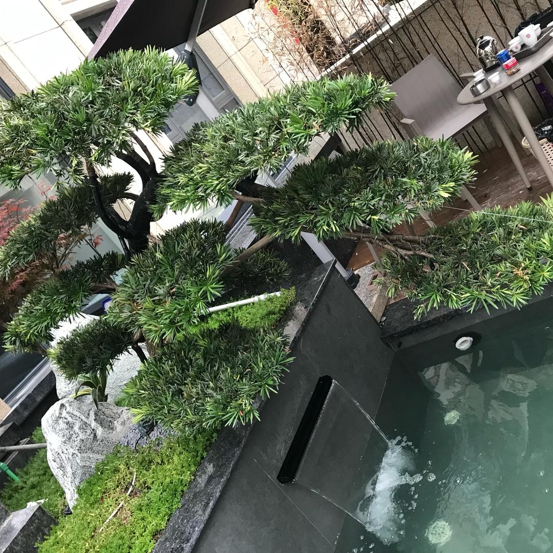 夜羽