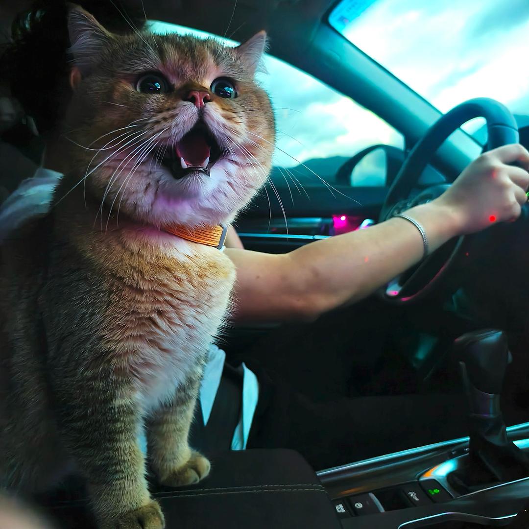 🐱