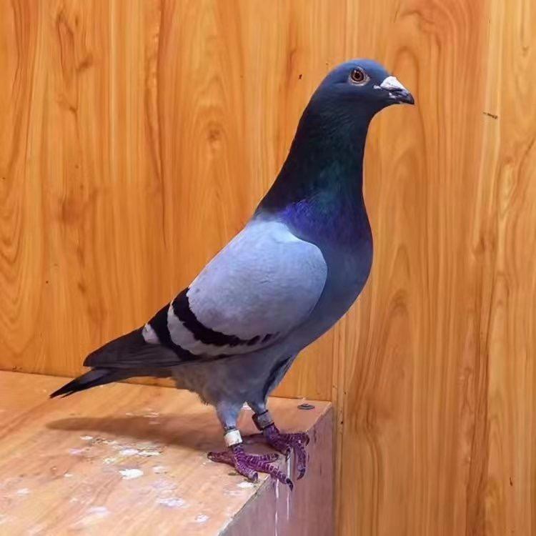 阿飞赛鸽用品店