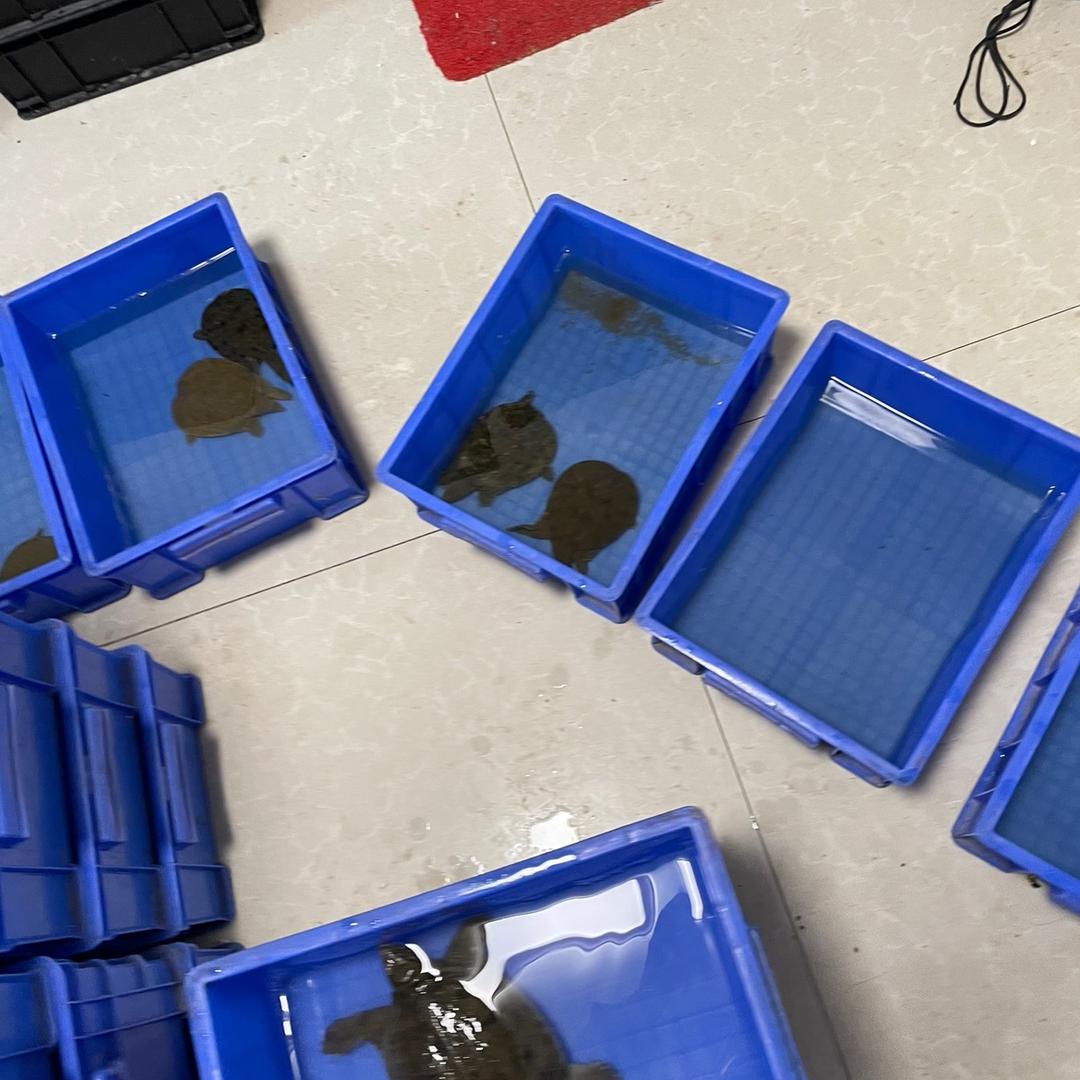 骆马湖避世渔翁水产配送甲鱼