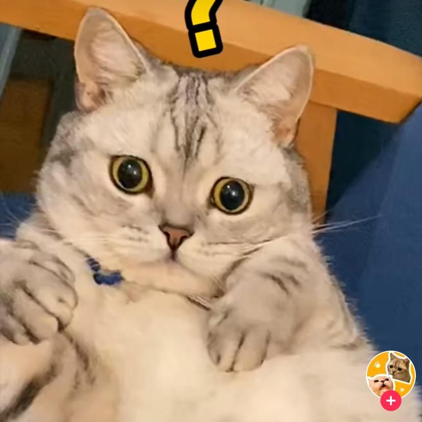 Awei阿薇