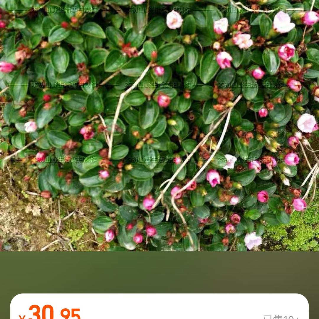 兰花草