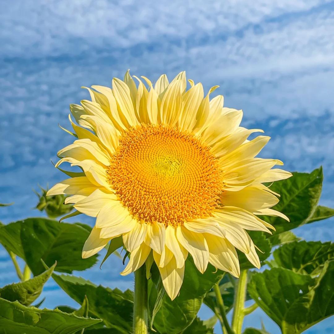 小飞象孕婴童精品馆(阳光城店)