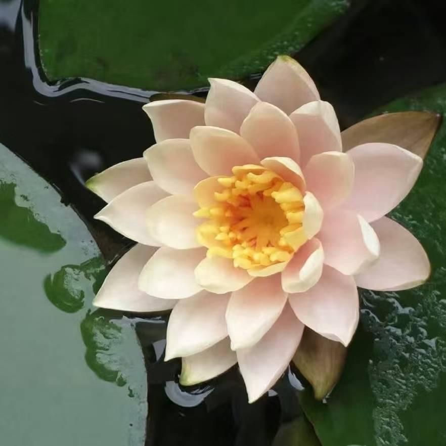 莲炽文化
