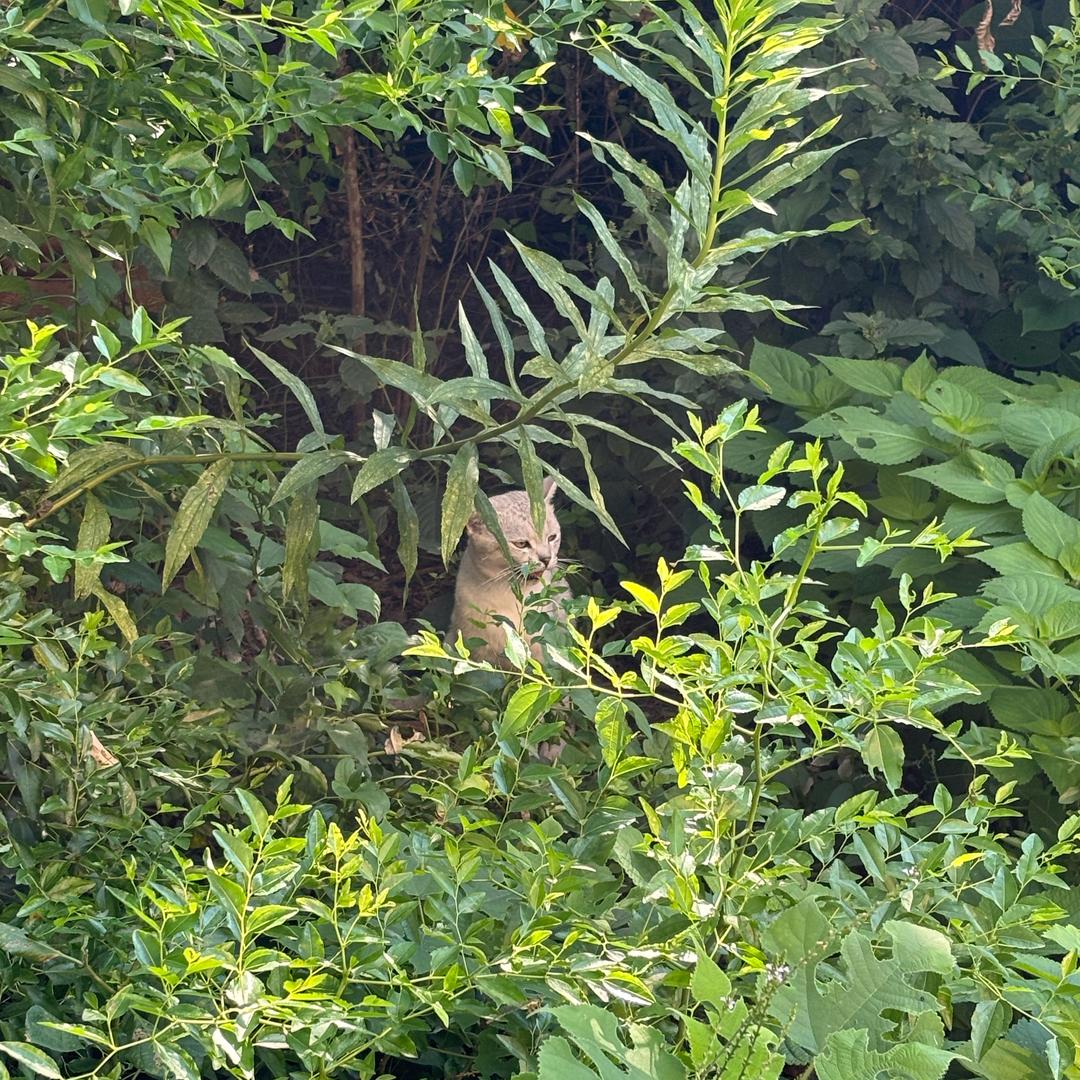 小黏是只猫