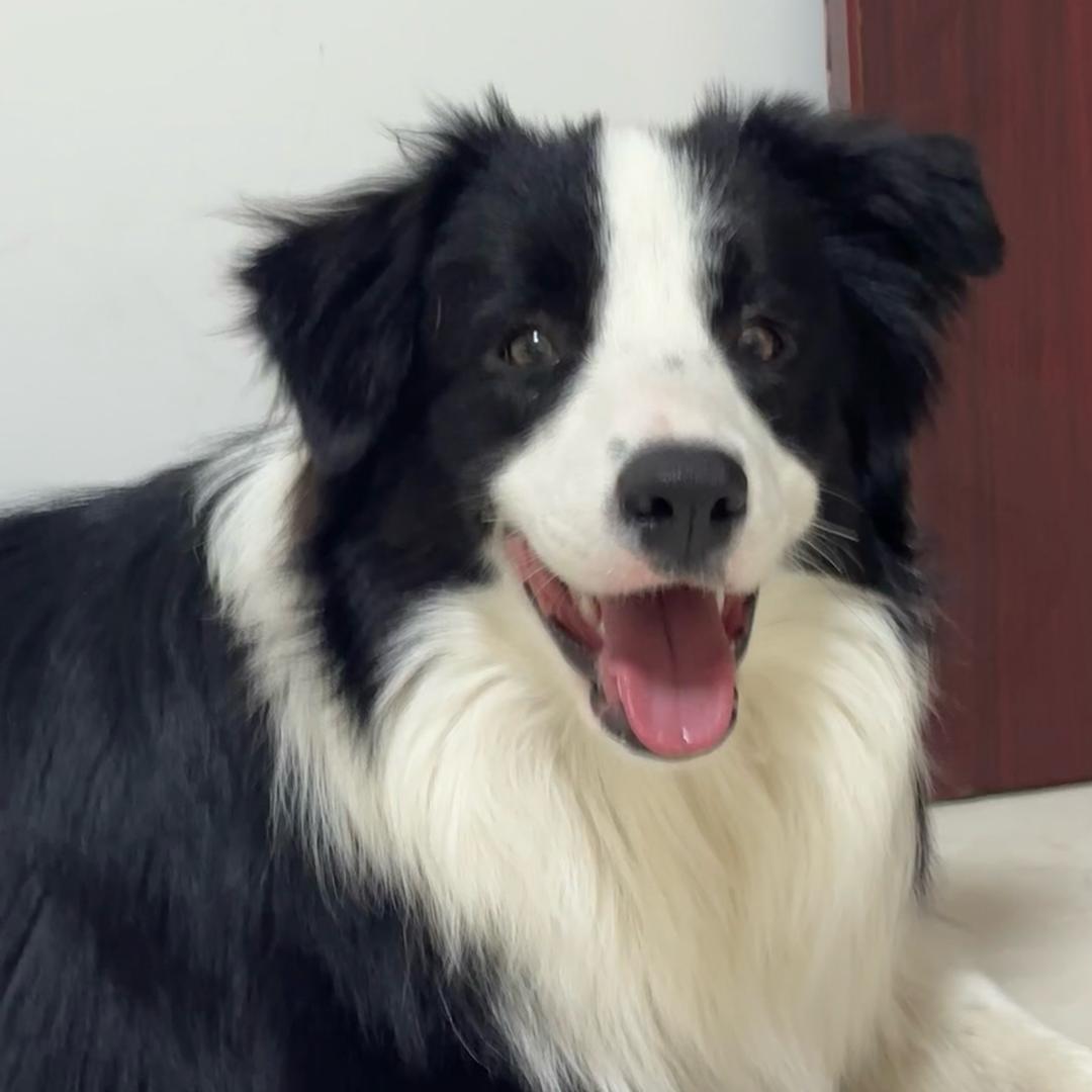 宠满嘻旺宠物生活馆