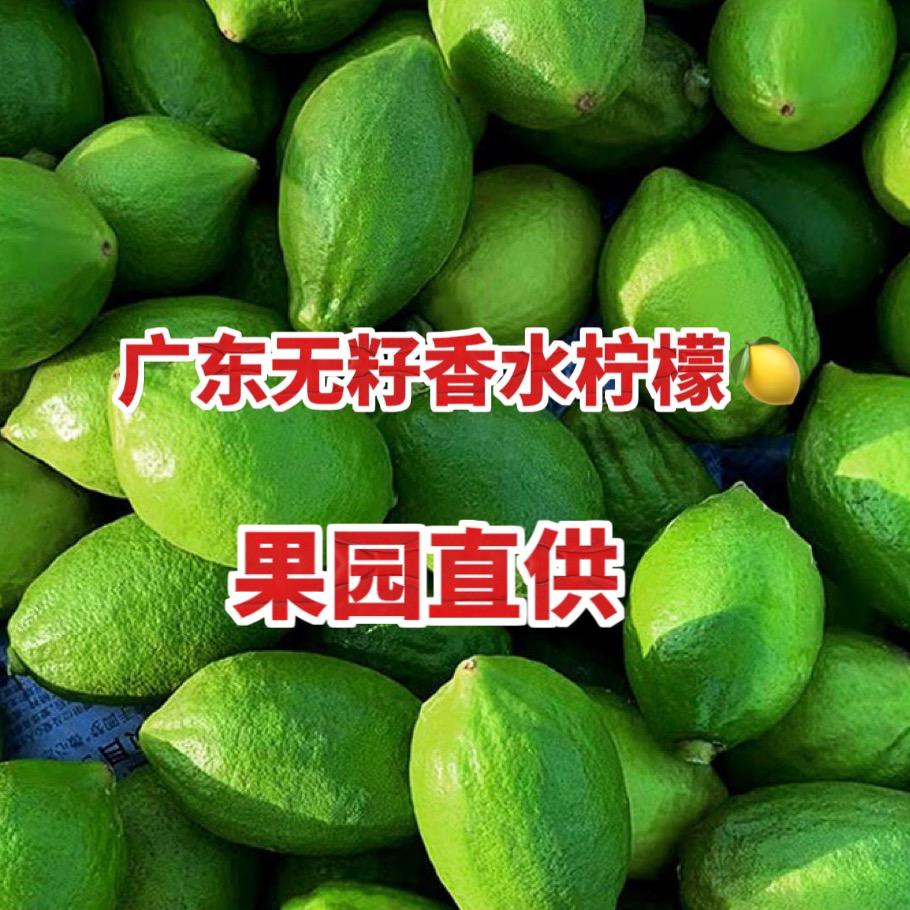广东无籽香水柠檬【自家果园】批发-零售