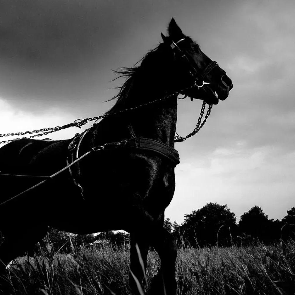 The man on the Horse