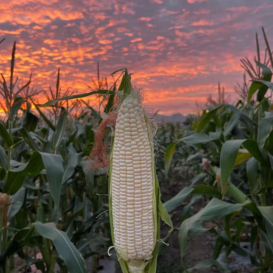大东北糯玉米工厂店