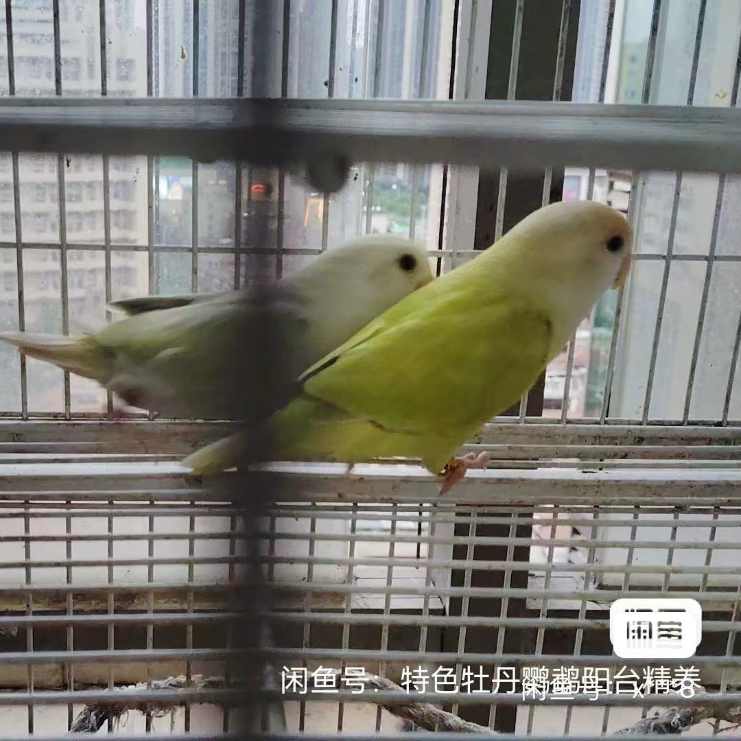 深圳鹦鹉牡丹特色售卖