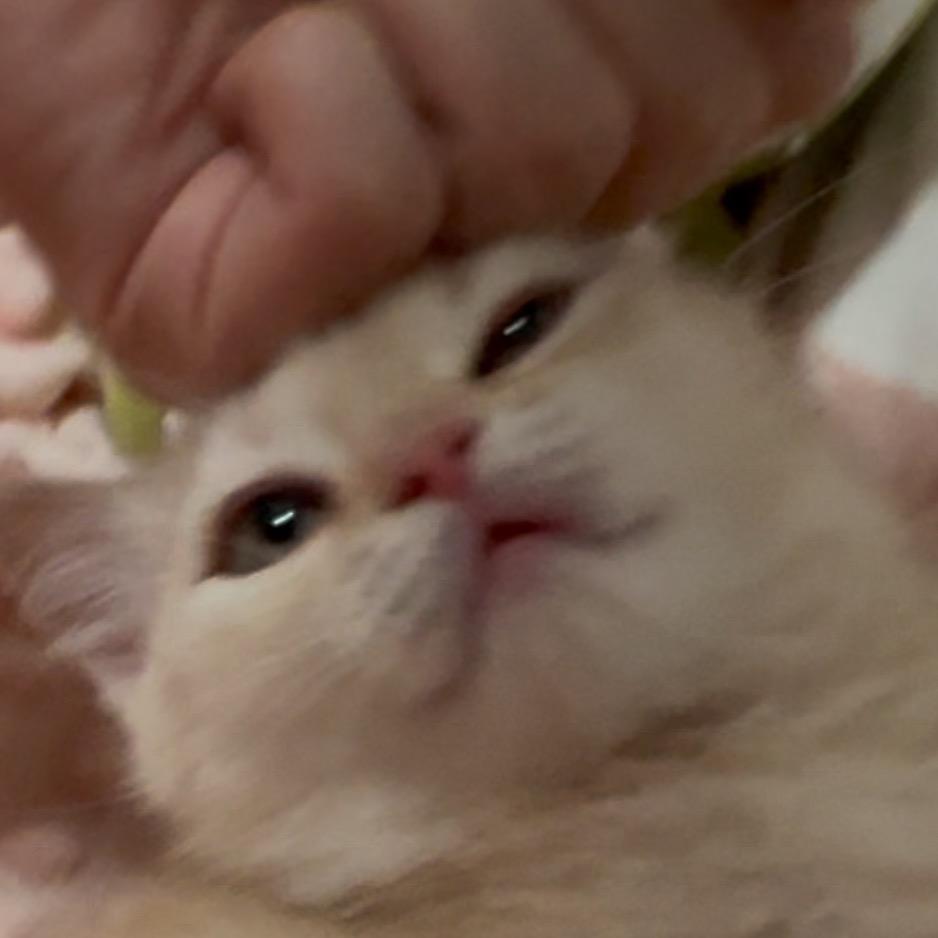 半挂火烧