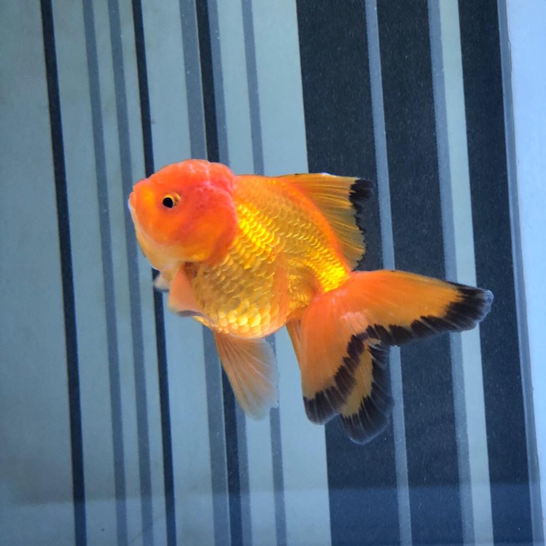 香水有毒～