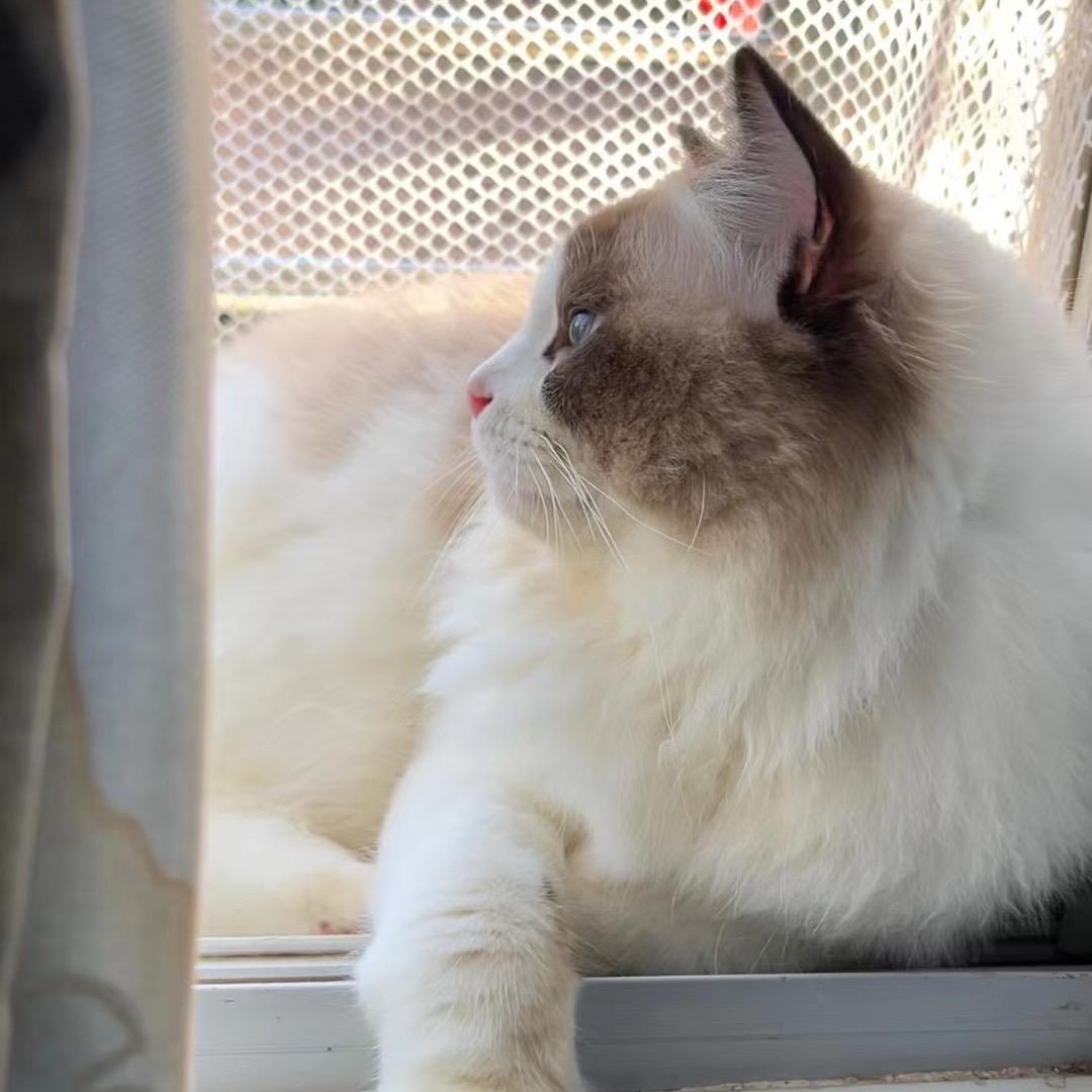 🌈不吃香菜