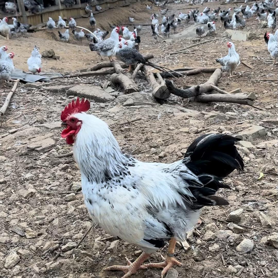 荣轩（农场2号店）