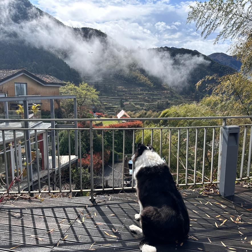 我和诺诺(边牧)在乡村