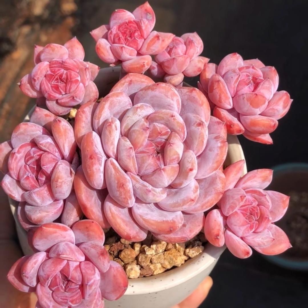 八面山多肉超级补光灯