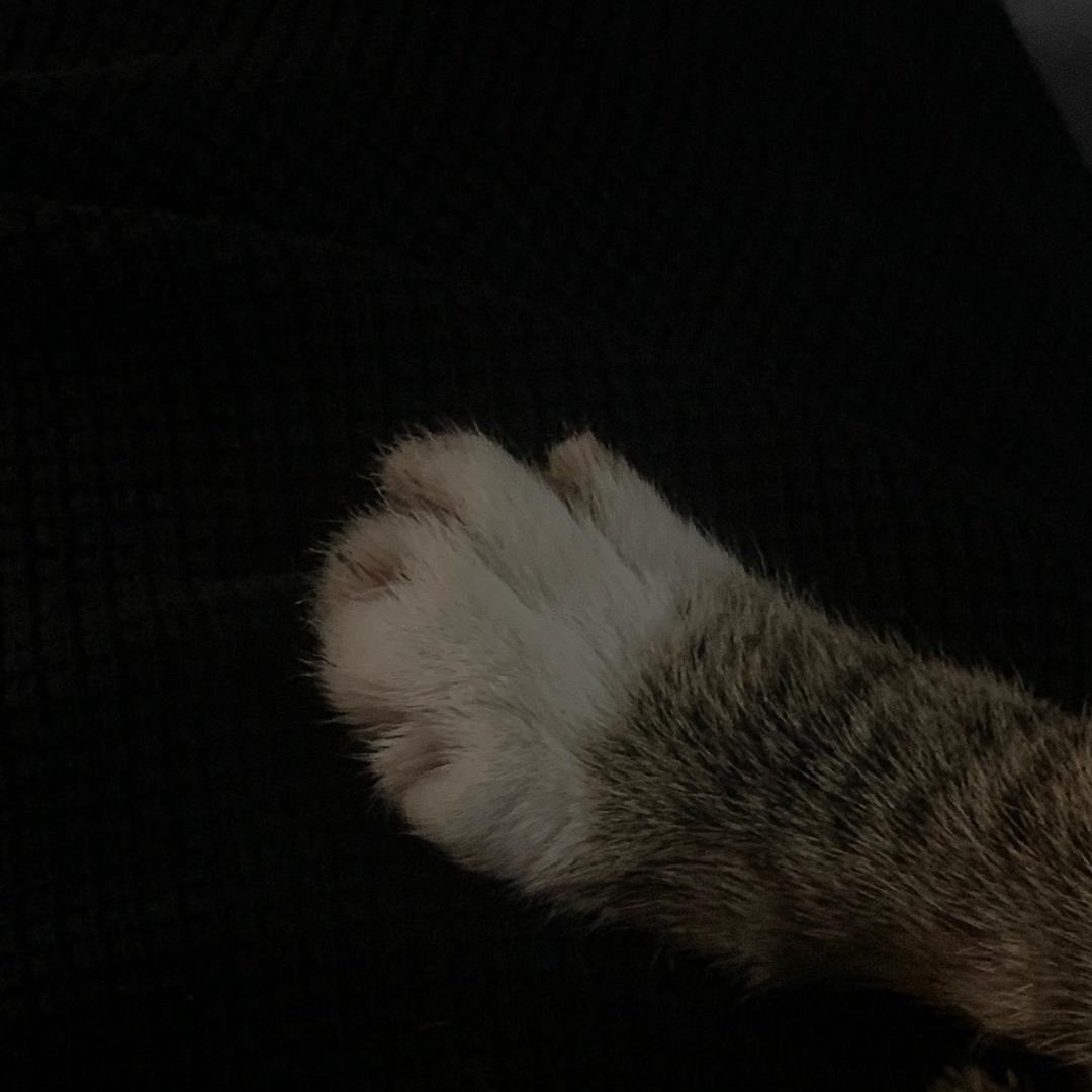 小z