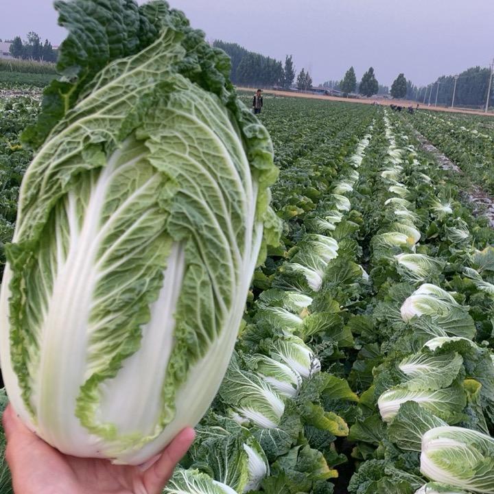 吉尔助农团队🥬