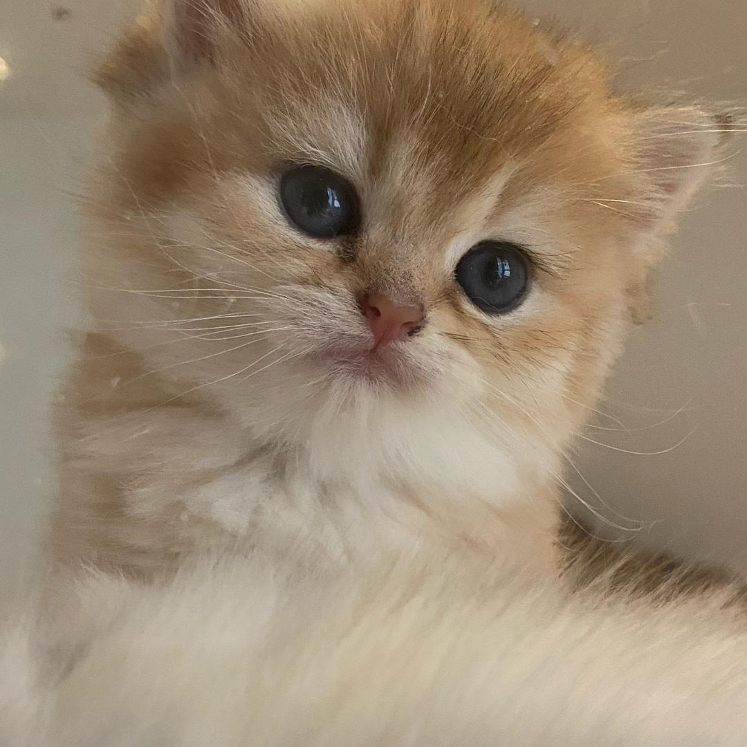 快乐渐层喵星家族