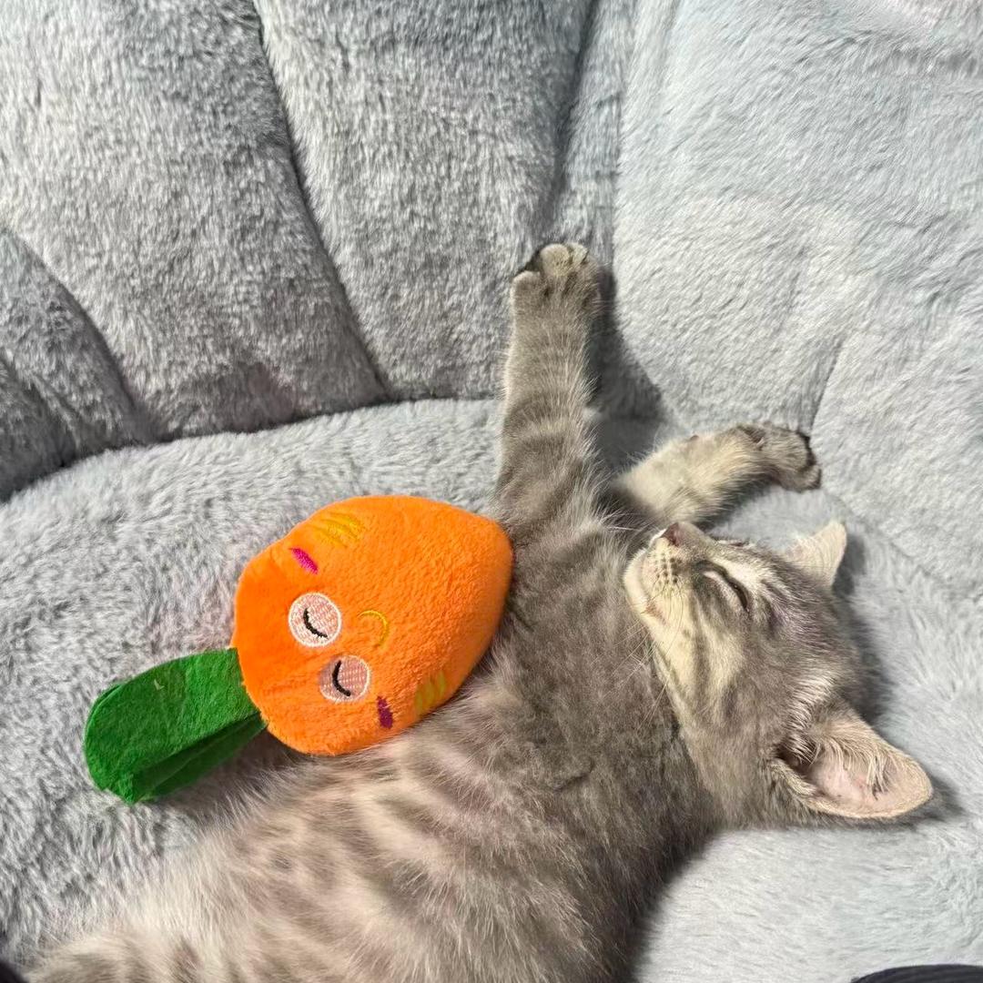 手握竹笋摘苹果，世间无我这般熊