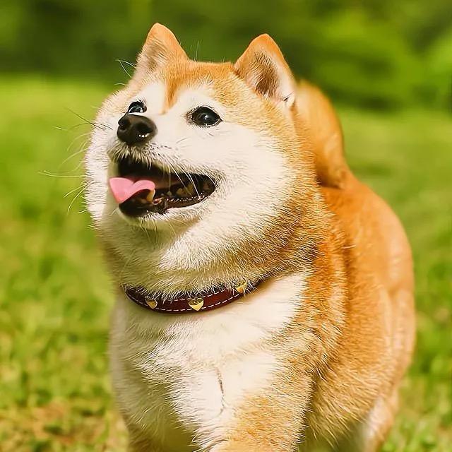 吉祥柴犬—柴犬庄园