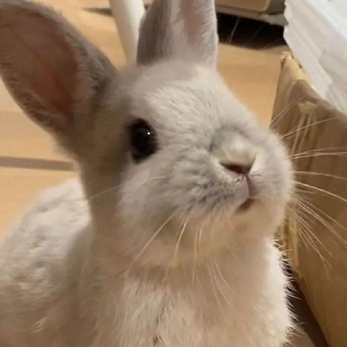 西瓜超人。🐰