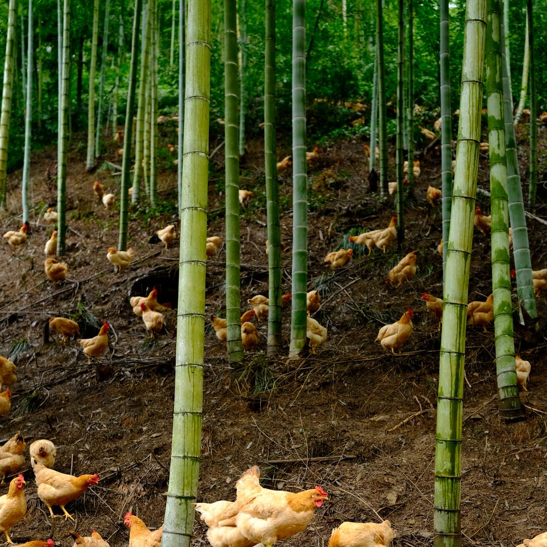 安吉自然发生竹林鸡