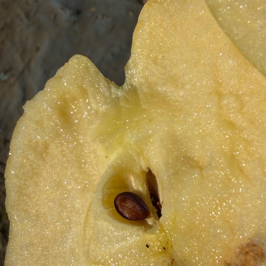 山拗里的黄苹果