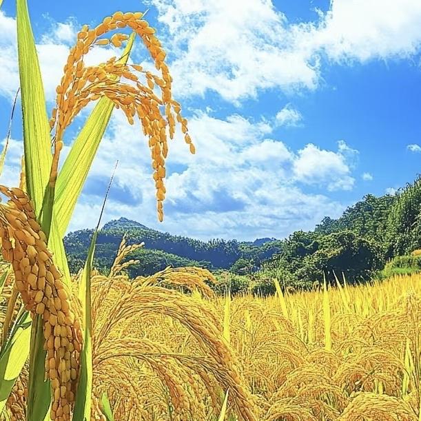 山农百味（农哥）